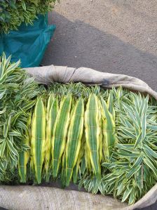 Natural Decorative Green Leaves