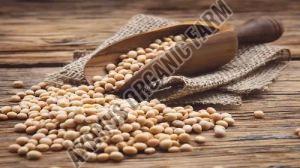 A Grade Organic Soybean Seeds