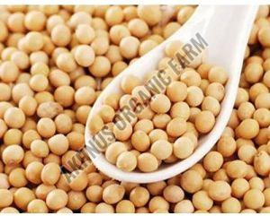 Organic Soybean Seeds