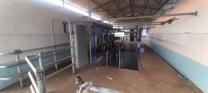 DeLaval milk parlour