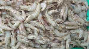 Tiger Prawns