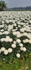 chrysanthemums flower