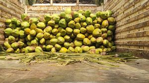 Green Tender Coconut