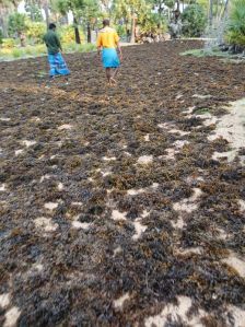 Seaweed Liquid