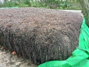Seaweed Liquid