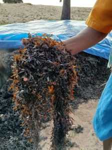 Seaweed Fertilizer