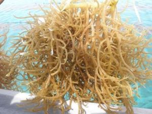 Seaweed Fertilizer