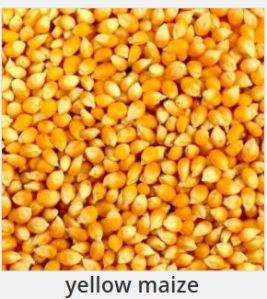 Yellow Maize Seeds