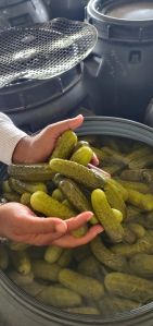 Gherkins Processed Acetic Acid