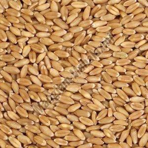 Natural Wheat Seeds