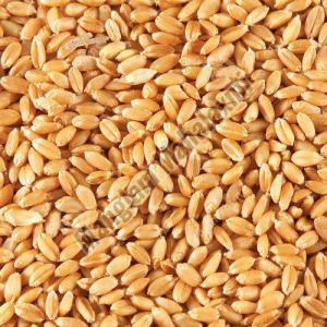 Organic Wheat Seeds