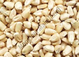 White Maize Seeds