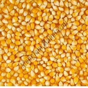 Yellow Maize Seeds