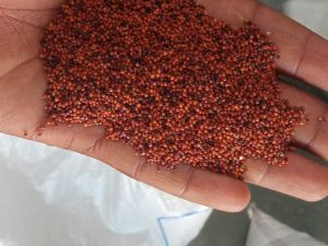 Ragi Seeds