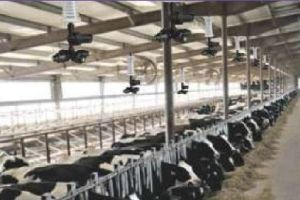 Cow Shed Fogging System