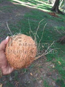 Semi Husked Coconut