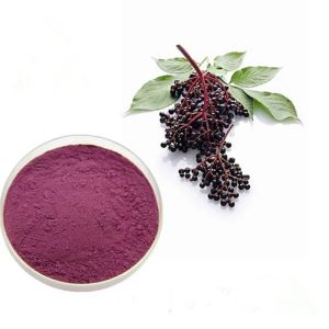 Elderberry Extract Powder