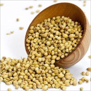 Scooter Coriander Seed