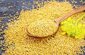 Bold Yellow Mustard seeds