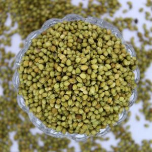 Double Parrot Coriander Seeds