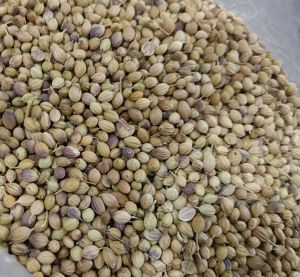 Dried Brown Eagle Plus Coriander Seed