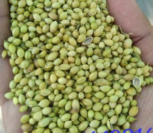 Parrot Coriander Seeds