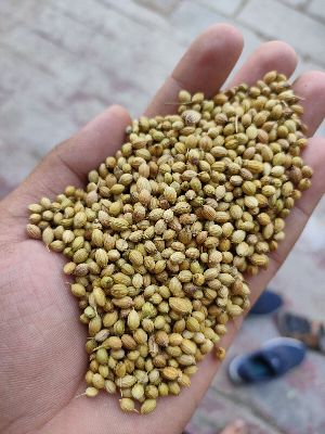 Parrot Coriander Seeds