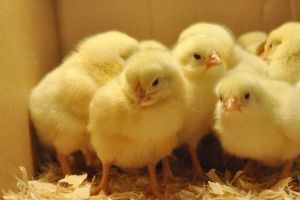 Poultry Broiler Chicks