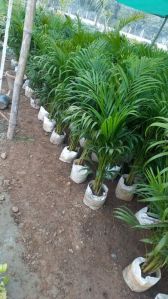 Areca Palm Indoor Plant