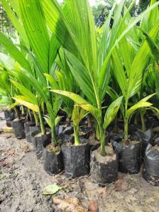 Areca Nut Sumangala Plant