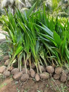 Coconut Plants