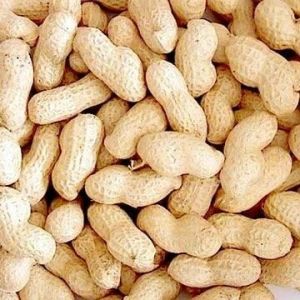 Natural Raw Groundnuts