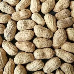 Shelled Raw Groundnuts
