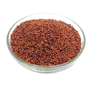 Finger Millet