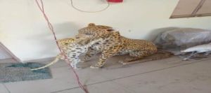 Fiberglass Leopard Statue