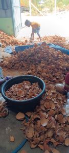 coconut shell