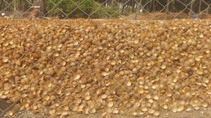 coconut shell