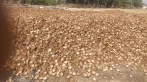 coconut shell