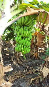 Fresh Banana Fruit