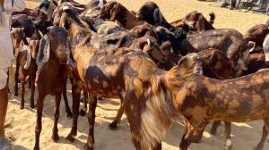 Sirohi Female Goats Pregnant