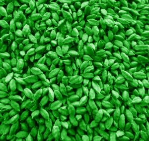 7 - 7.5 mm Green Cardamom