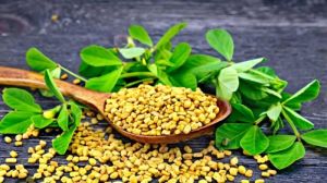 Fenugreek Seeds