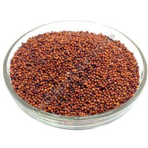 Finger Millet