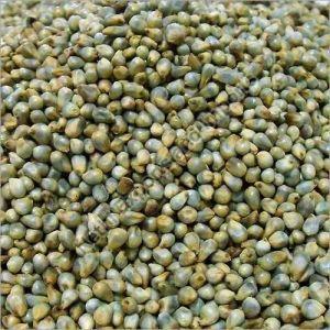 Green Native Pearl Millet