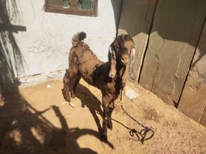 sirohi goat kids