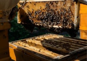 Honey Beehive Box