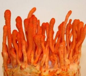 Fresh Cordyceps Mushroom