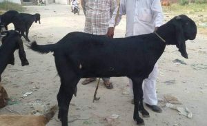 Beetal Goat
