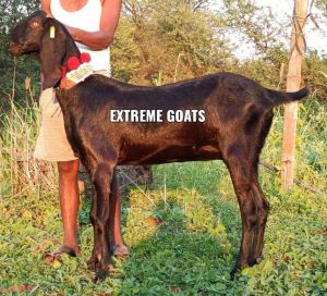 Beetal Goat