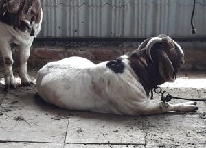 Boer Goat